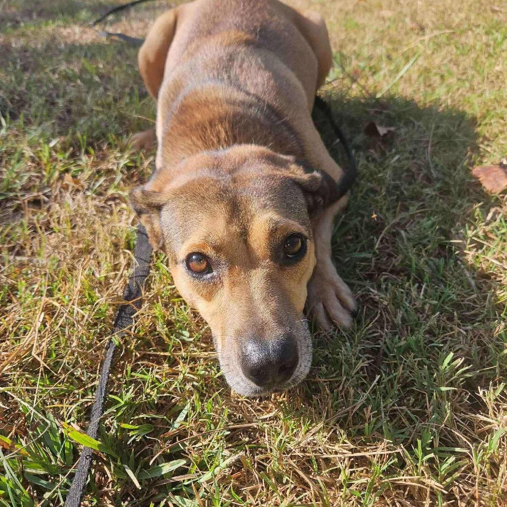 Enlarge Mary, a Adoptable Mixed Breed in Perryville, AR image 2/5