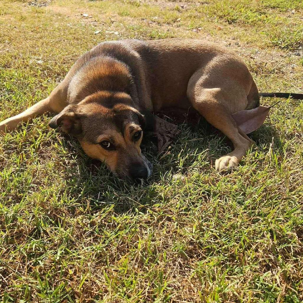 Enlarge Mary, a Adoptable Mixed Breed in Perryville, AR image 3/5