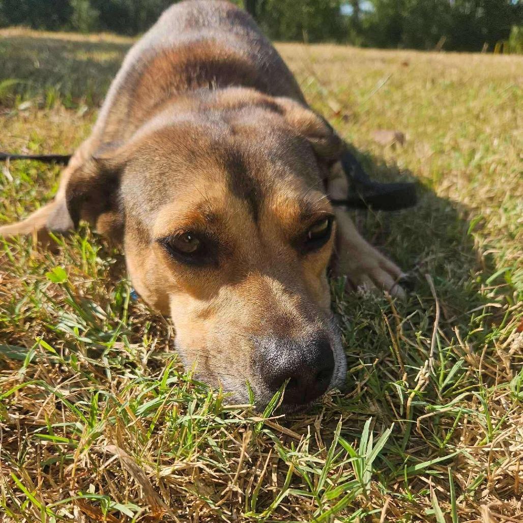 Enlarge Mary, a Adoptable Mixed Breed in Perryville, AR image 4/5
