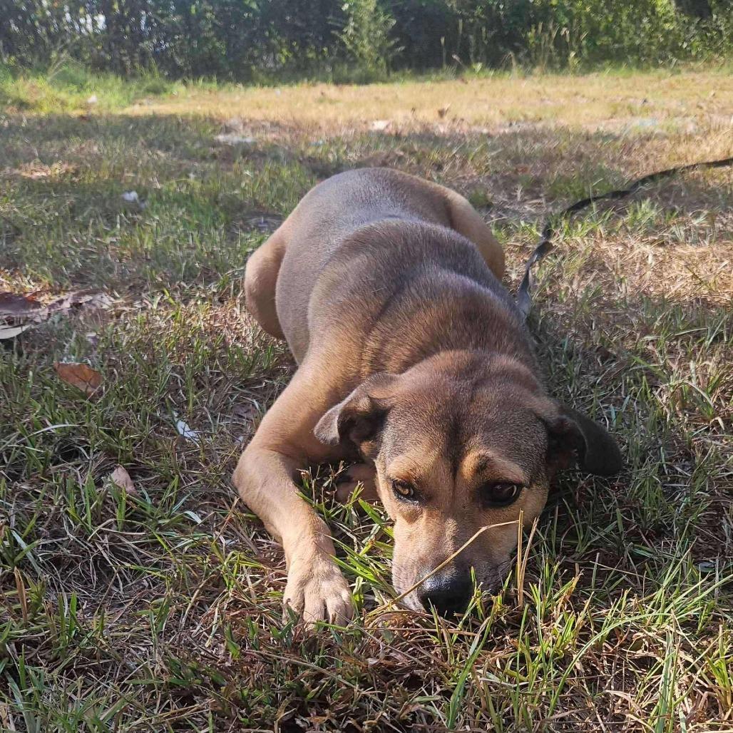 Enlarge Mary, a Adoptable Mixed Breed in Perryville, AR image 5/5