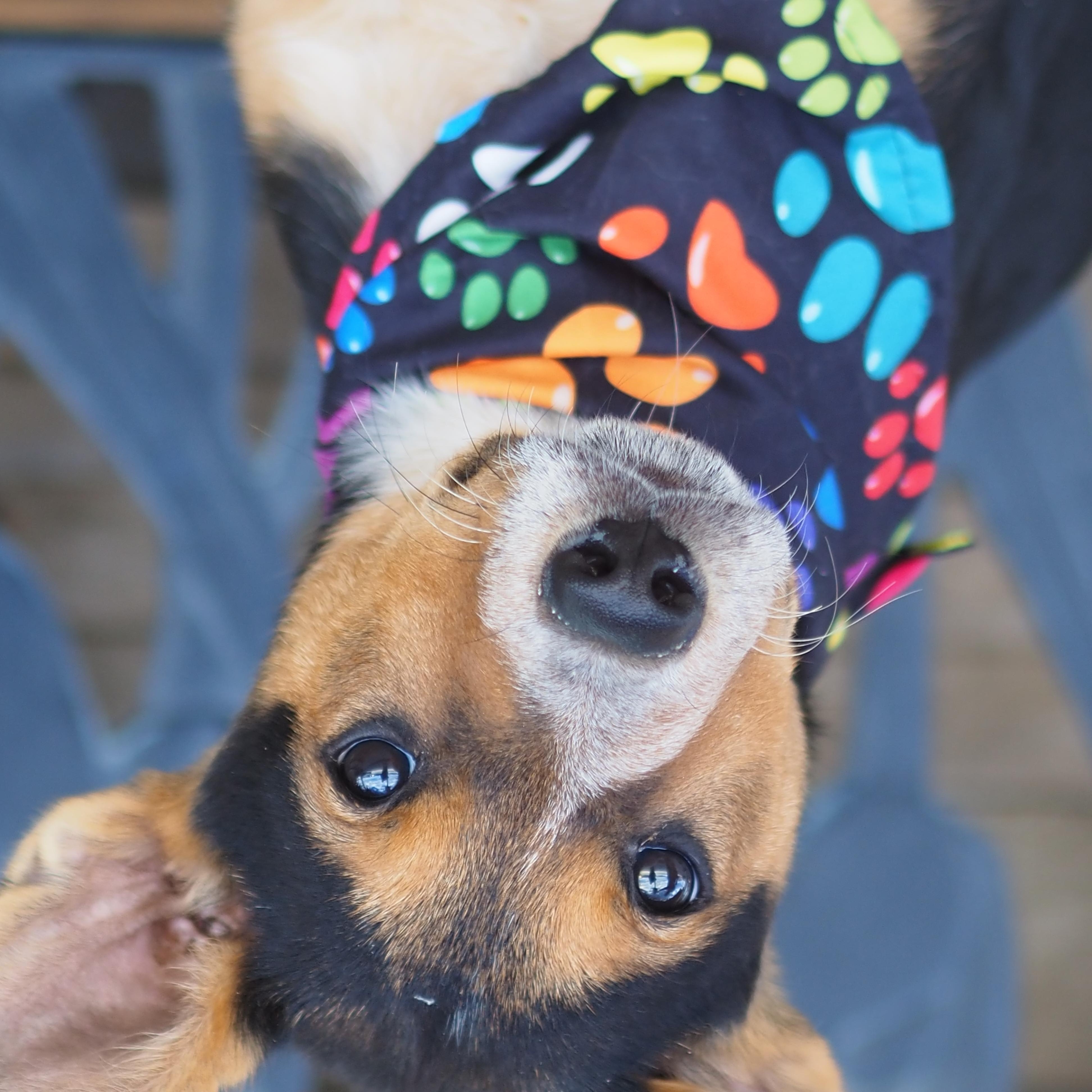Enlarge Lucky, a Adoptable mixed breed in Buena Vista, CO image 3/3