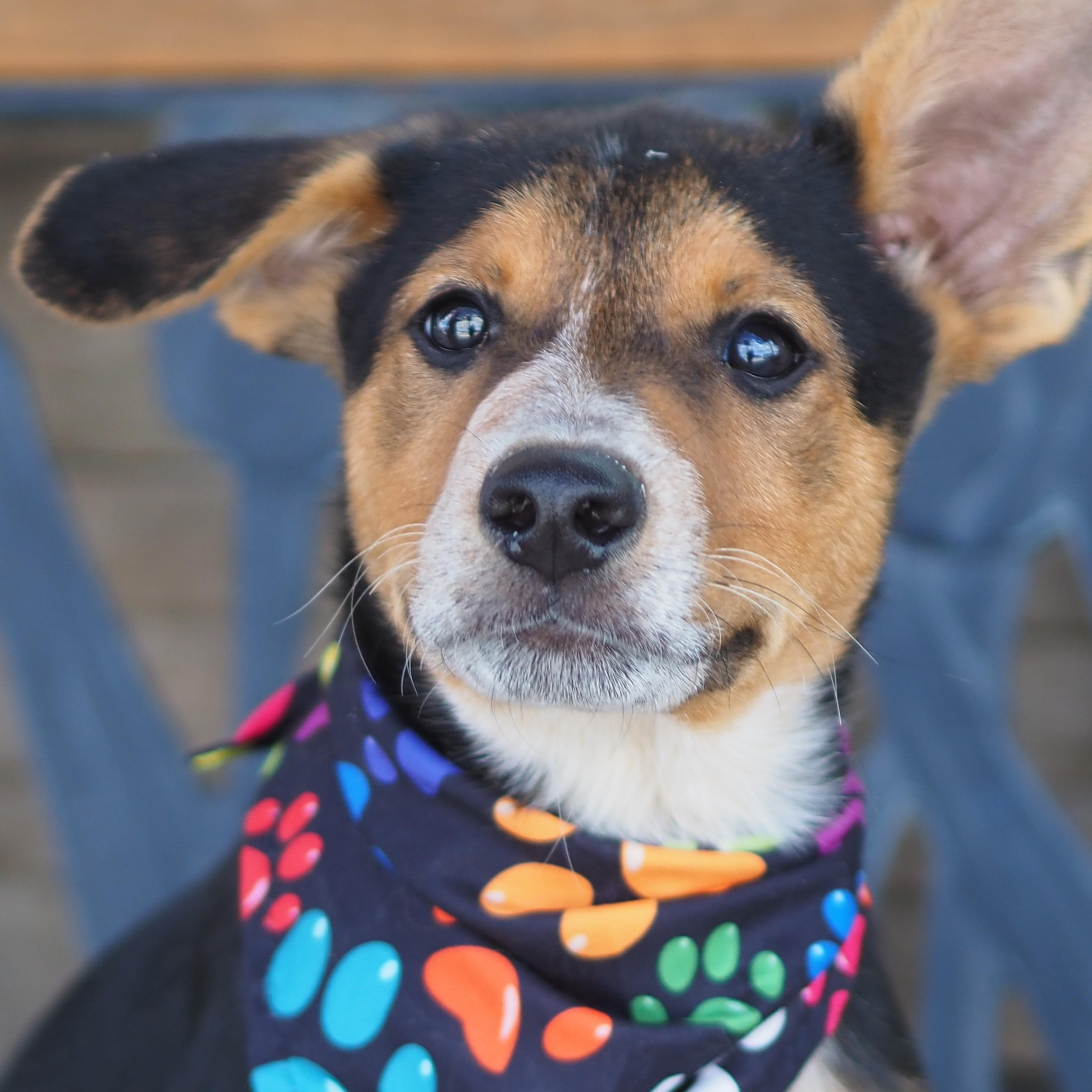 Enlarge Lucky, a Adoptable mixed breed in Buena Vista, CO image 2/3