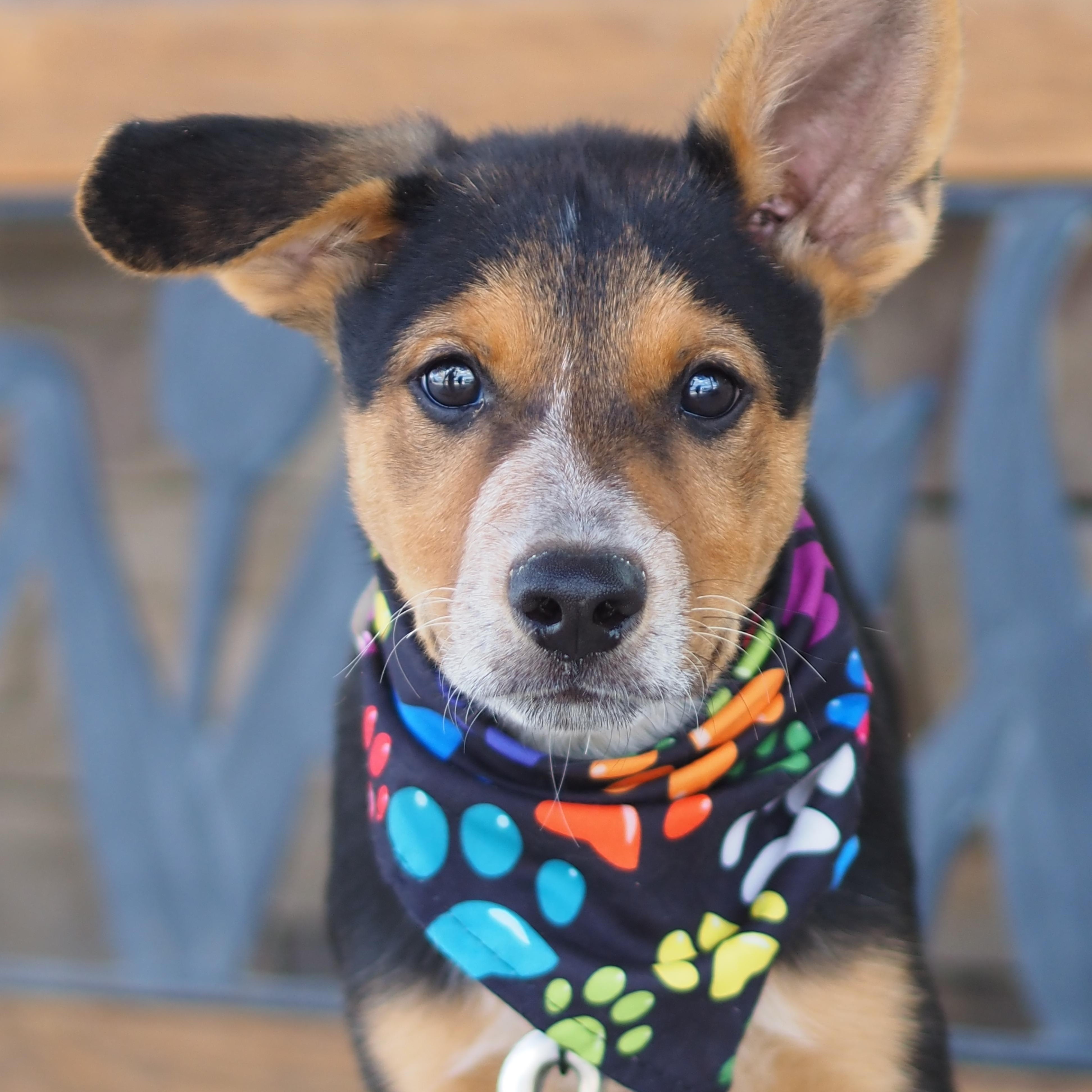 Lucky, Adoptable, Young Male Shepherd.