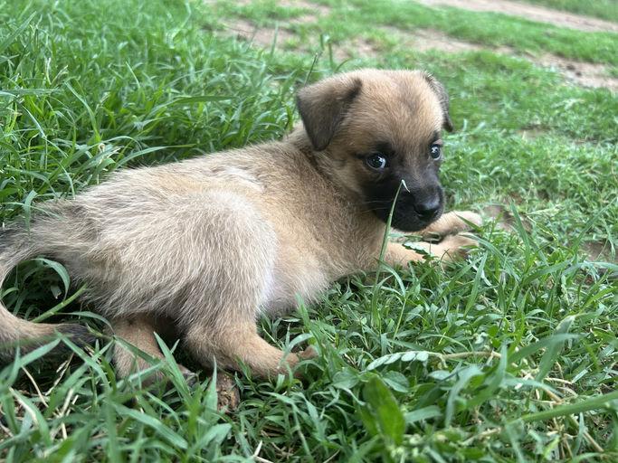 Fro-Yo, an adoptable Chihuahua in Jackson, WY, 83002 | Photo Image 1