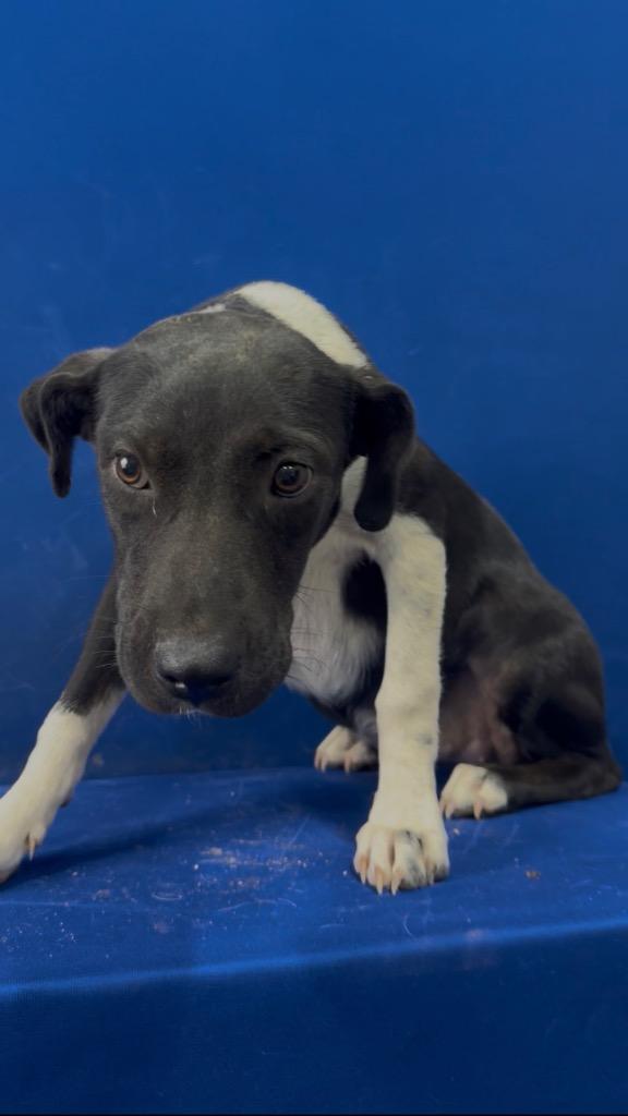 Robby, Adoptable, Puppy Female Mixed Breed.
