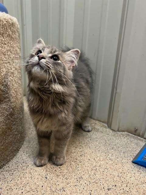 LENNY, an adoptable Domestic Long Hair in Ironwood, MI, 49938 | Photo Image 2
