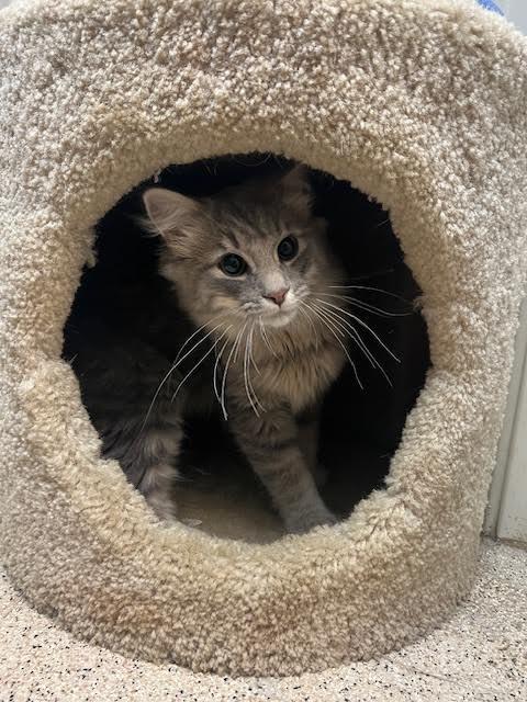 LENNY, an adoptable Domestic Long Hair in Ironwood, MI, 49938 | Photo Image 1