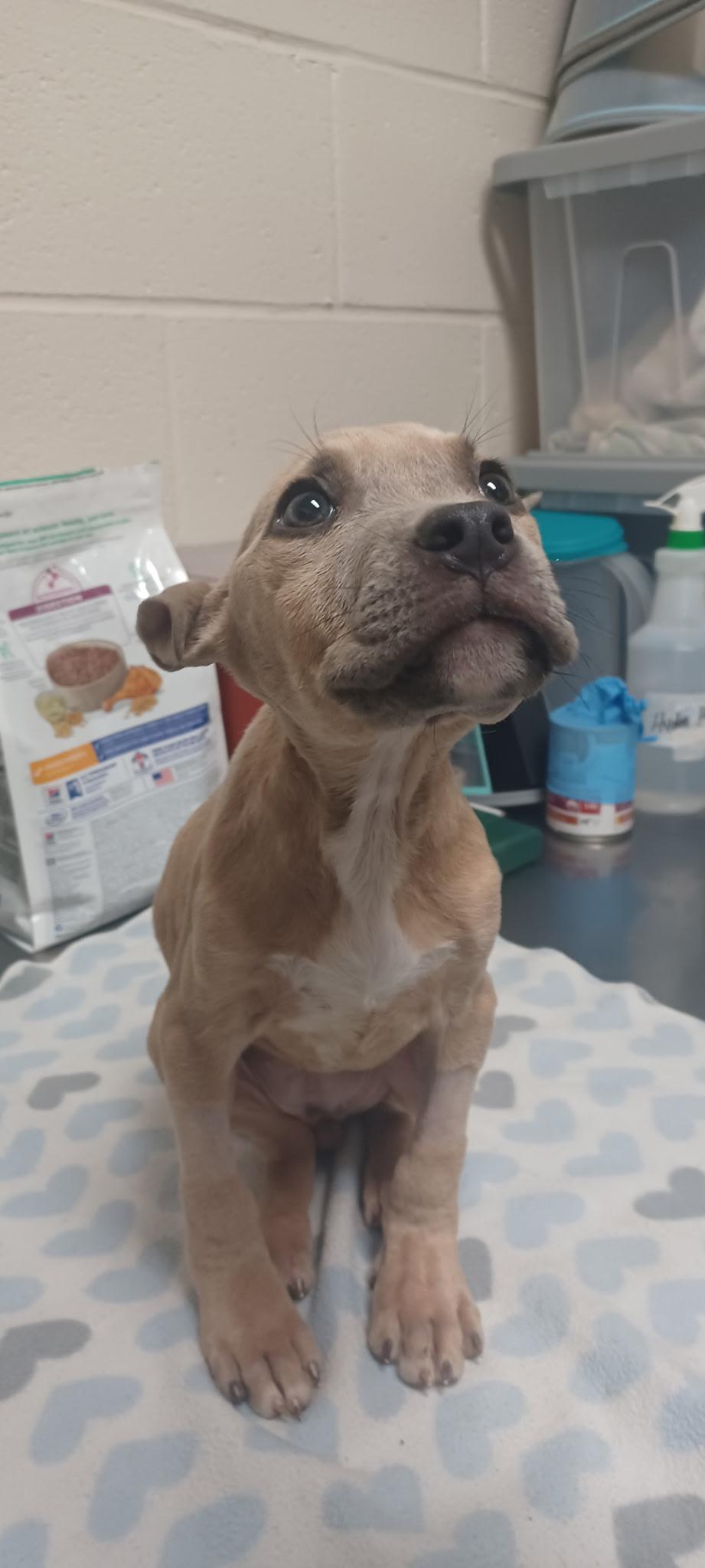Enlarge Beta Boo- sweetest girl looking for loving home., a Adoptable Mixed Breed in chicago, IL image 4/5