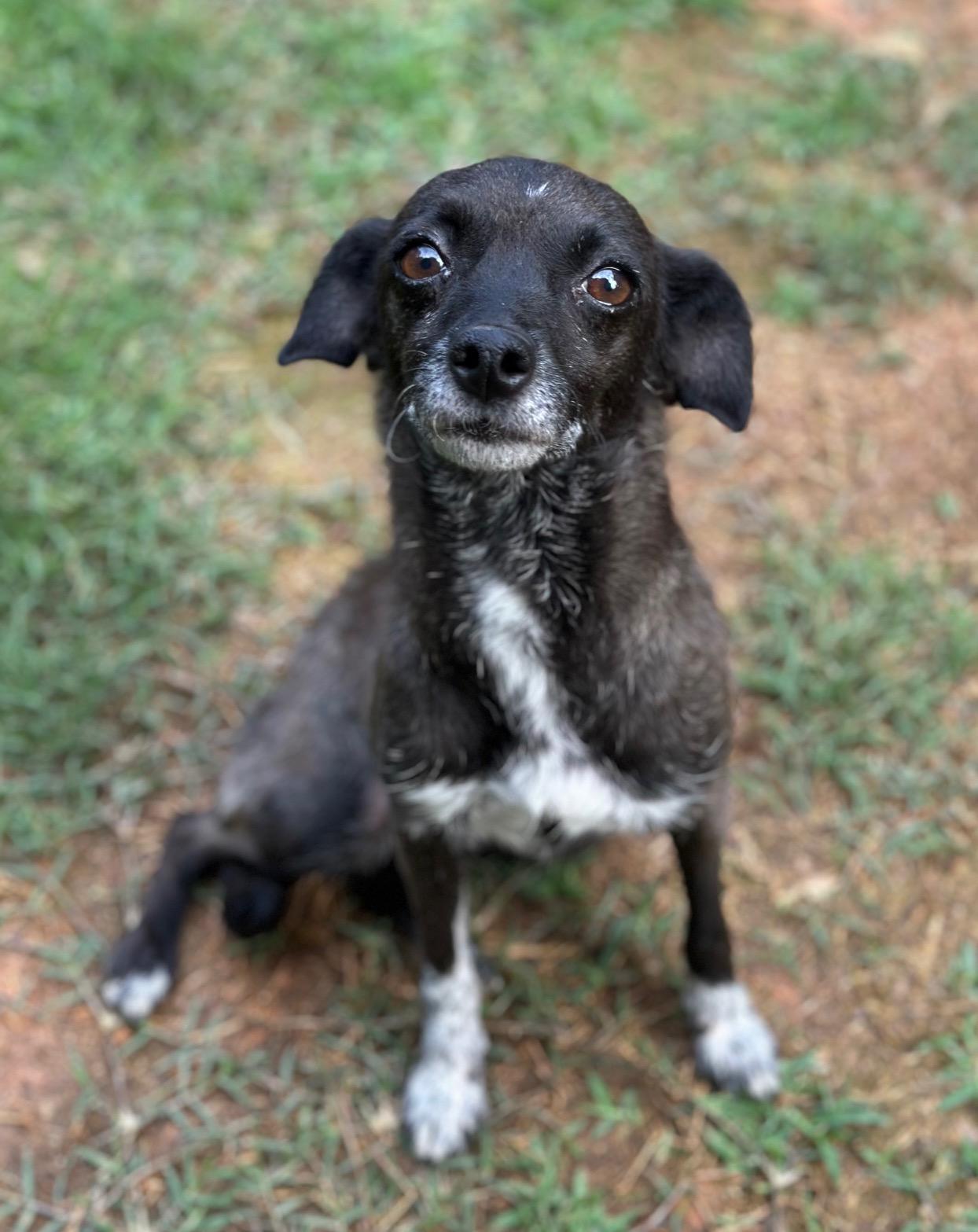 Ivy, a Adoptable mixed breed in Atlanta, GA image 1/5