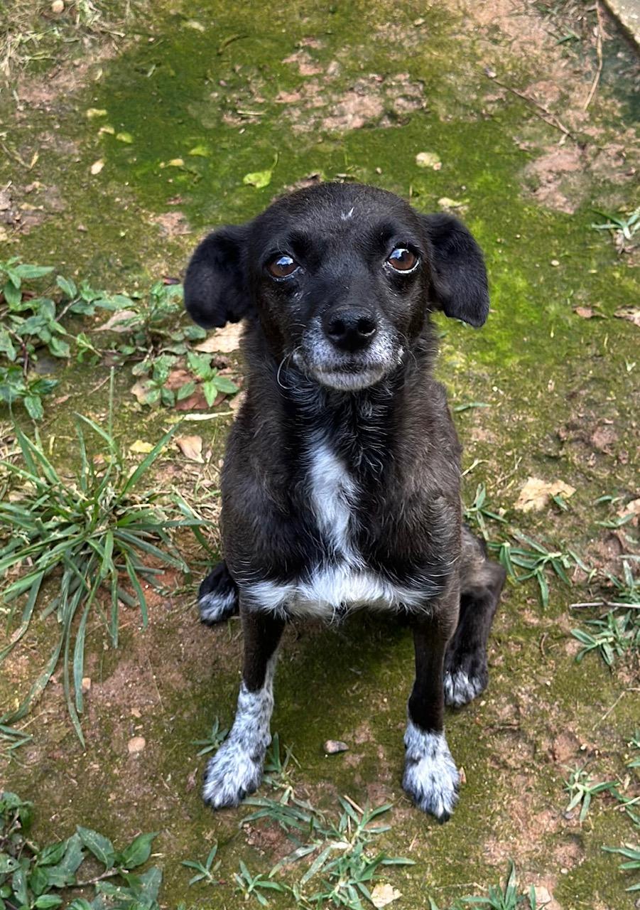 Ivy, Adoptable, Adult Female Chihuahua & Xoloitzcuintli / Mexican Hairless.
