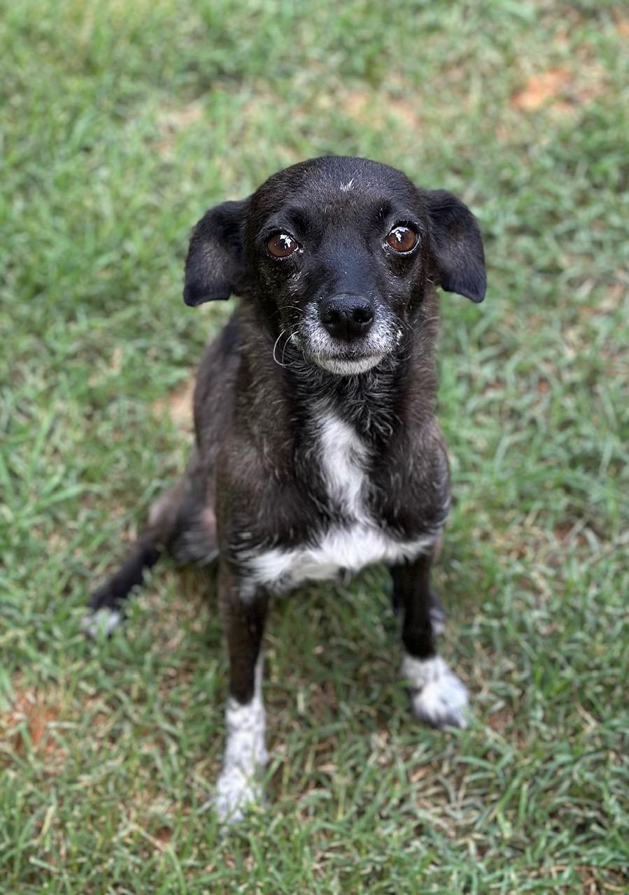 Ivy, a Adoptable mixed breed in Atlanta, GA image 3/5