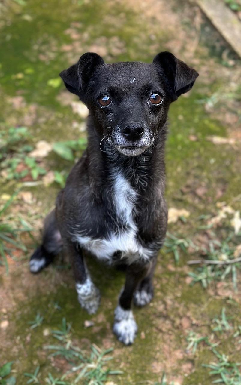 Ivy, a Adoptable mixed breed in Atlanta, GA image 4/5