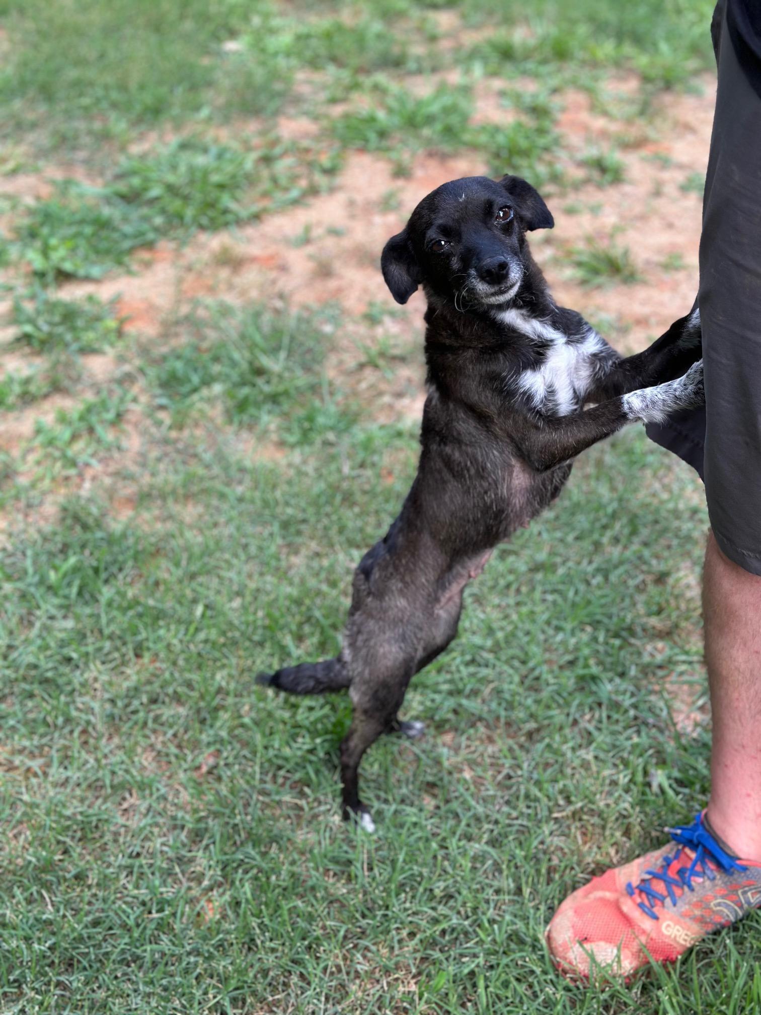 Ivy, a Adoptable mixed breed in Atlanta, GA image 5/5