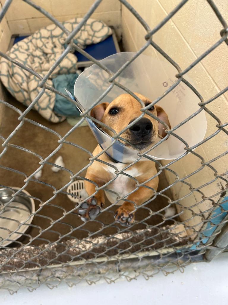 BUDDY, Adoptable, Young Male Dachshund & Corgi.