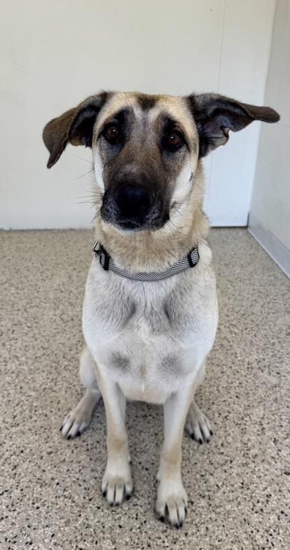 Enlarge Penelope, a ADOPTABLE mixed breed in Buffalo, MN image 1/1
