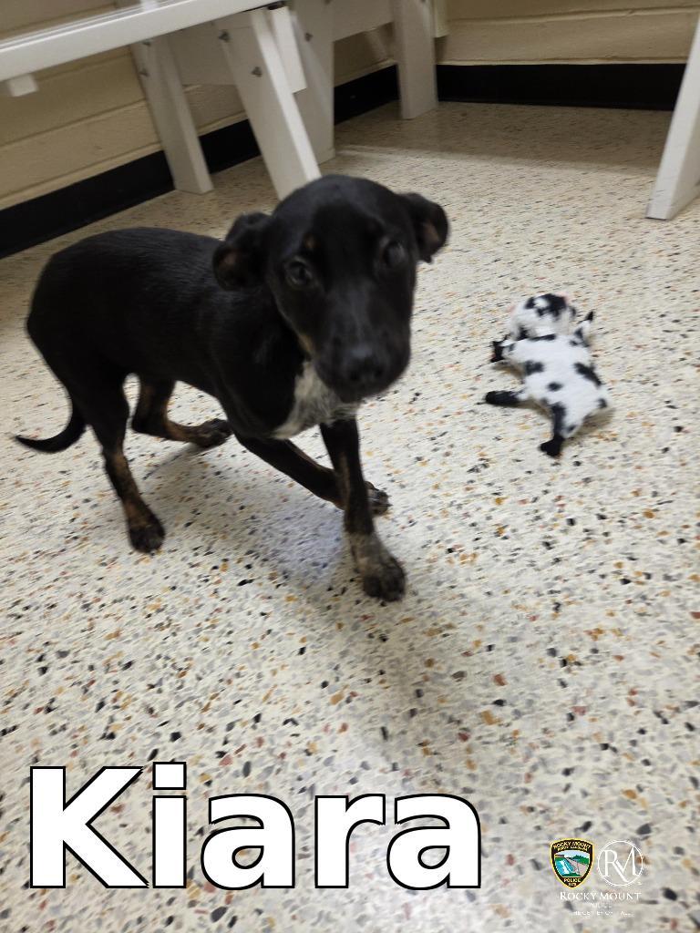 Kiara, Adoptable, Puppy Female Pit Bull Terrier.