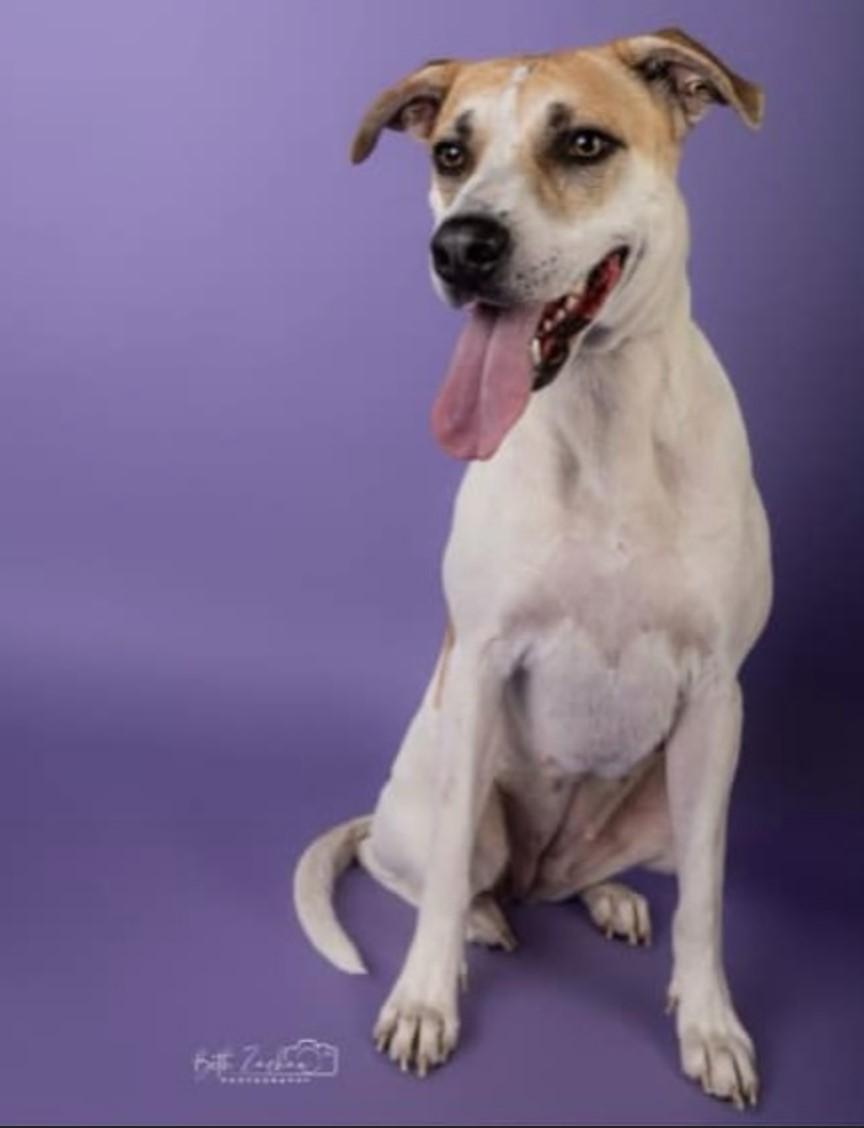 Shiloh, an adoptable Labrador Retriever in Green River, UT, 84525 | Photo Image 3