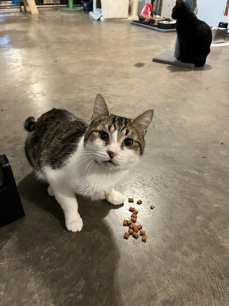 Willy, Adoptable, Adult Male Domestic Short Hair.