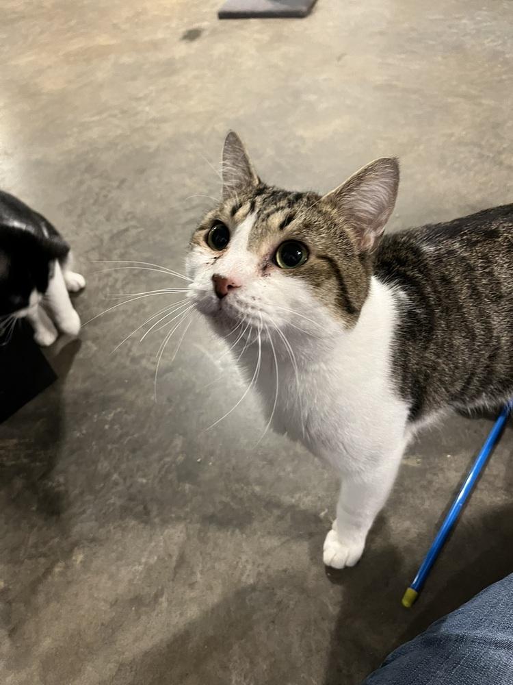 Enlarge Willy, a Adoptable Domestic Short Hair in Bolton, CT image 2/6