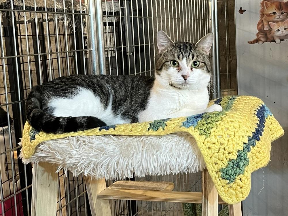 Enlarge Willy, a Adoptable Domestic Short Hair in Bolton, CT image 3/6
