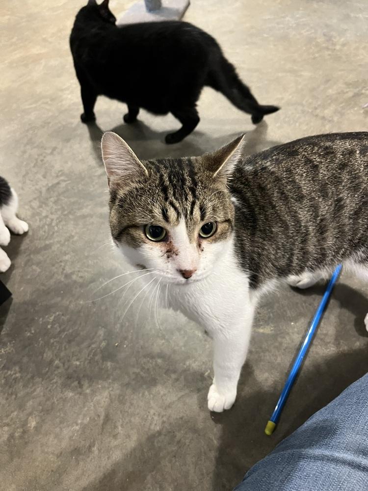 Enlarge Willy, a Adoptable Domestic Short Hair in Bolton, CT image 4/6