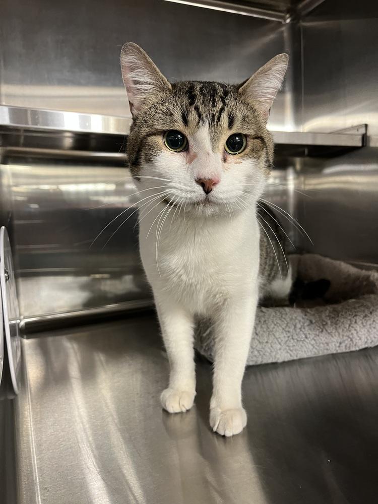 Enlarge Willy, a Adoptable Domestic Short Hair in Bolton, CT image 5/6