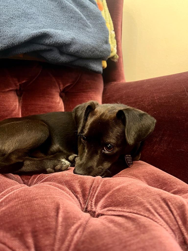 Sharpie, Adoptable, Puppy Male Chihuahua & Dachshund.