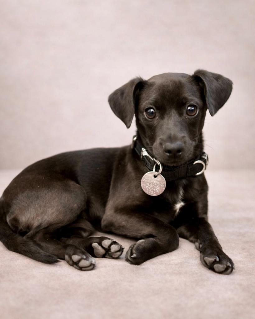Enlarge Sharpie, a Adoptable mixed breed in Reno, NV image 2/6