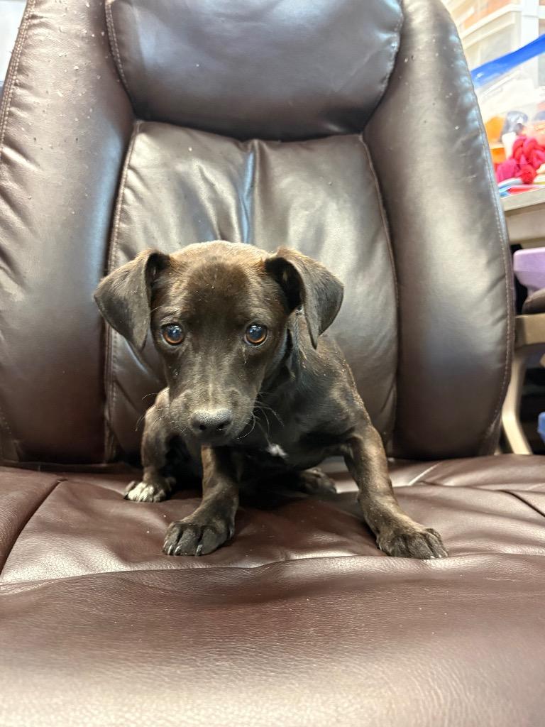Enlarge Sharpie, a Adoptable mixed breed in Reno, NV image 3/6