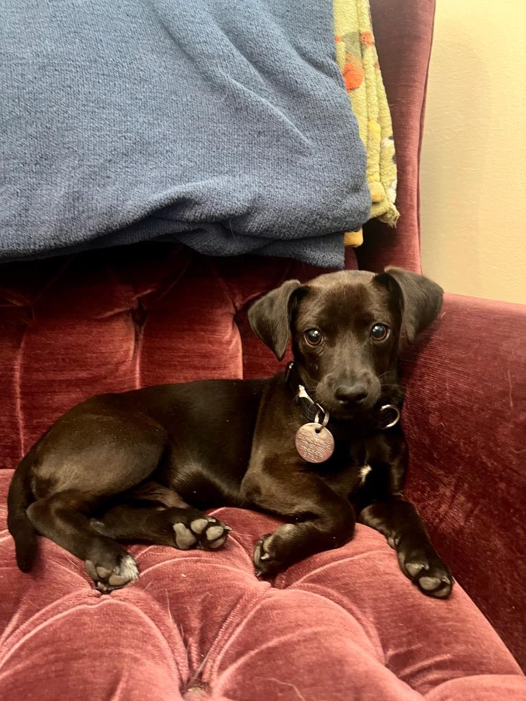 Enlarge Sharpie, a Adoptable mixed breed in Reno, NV image 4/6