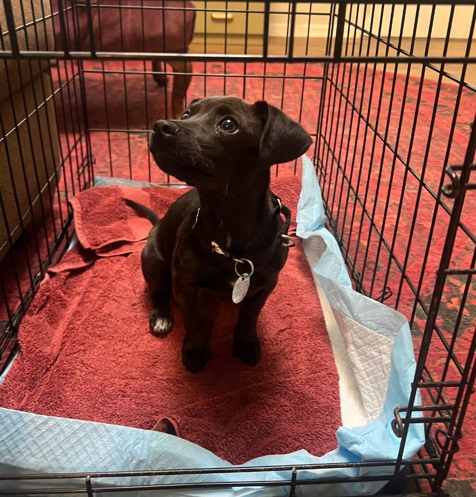 Enlarge Sharpie, a Adoptable mixed breed in Reno, NV image 5/6