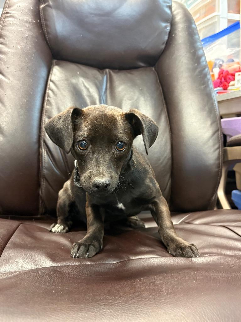 Enlarge Sharpie, a Adoptable mixed breed in Reno, NV image 6/6
