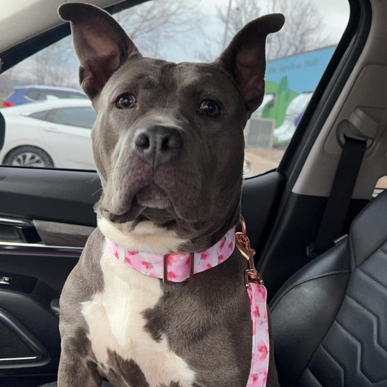 Enlarge Rosie, a Adoptable mixed breed in Indianapolis, IN image 3/5