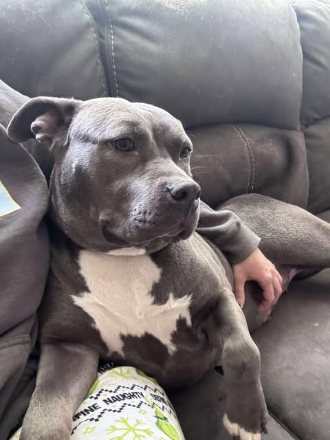 Rosie (Foster Needed)