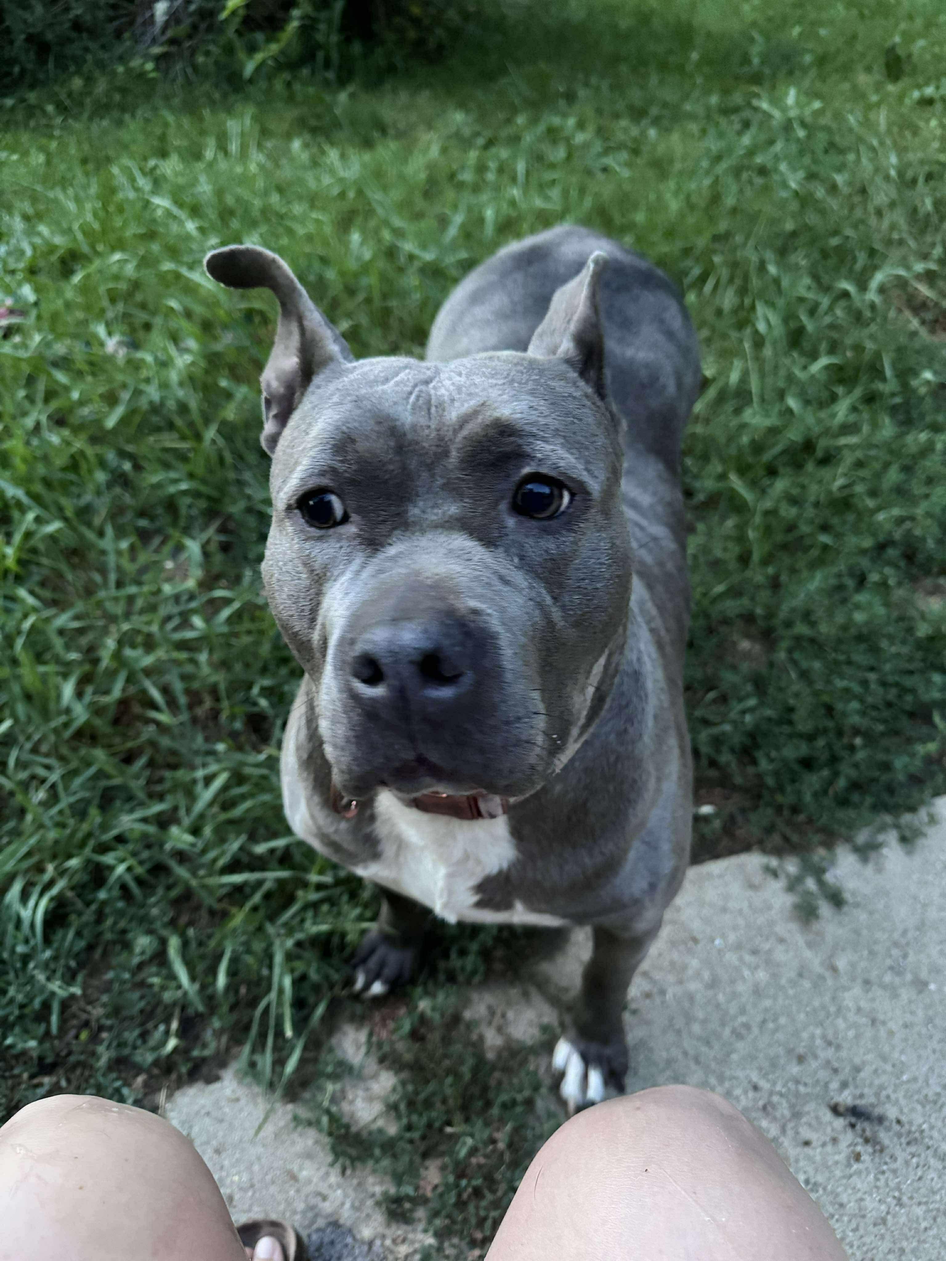 Rosie (Foster Needed)