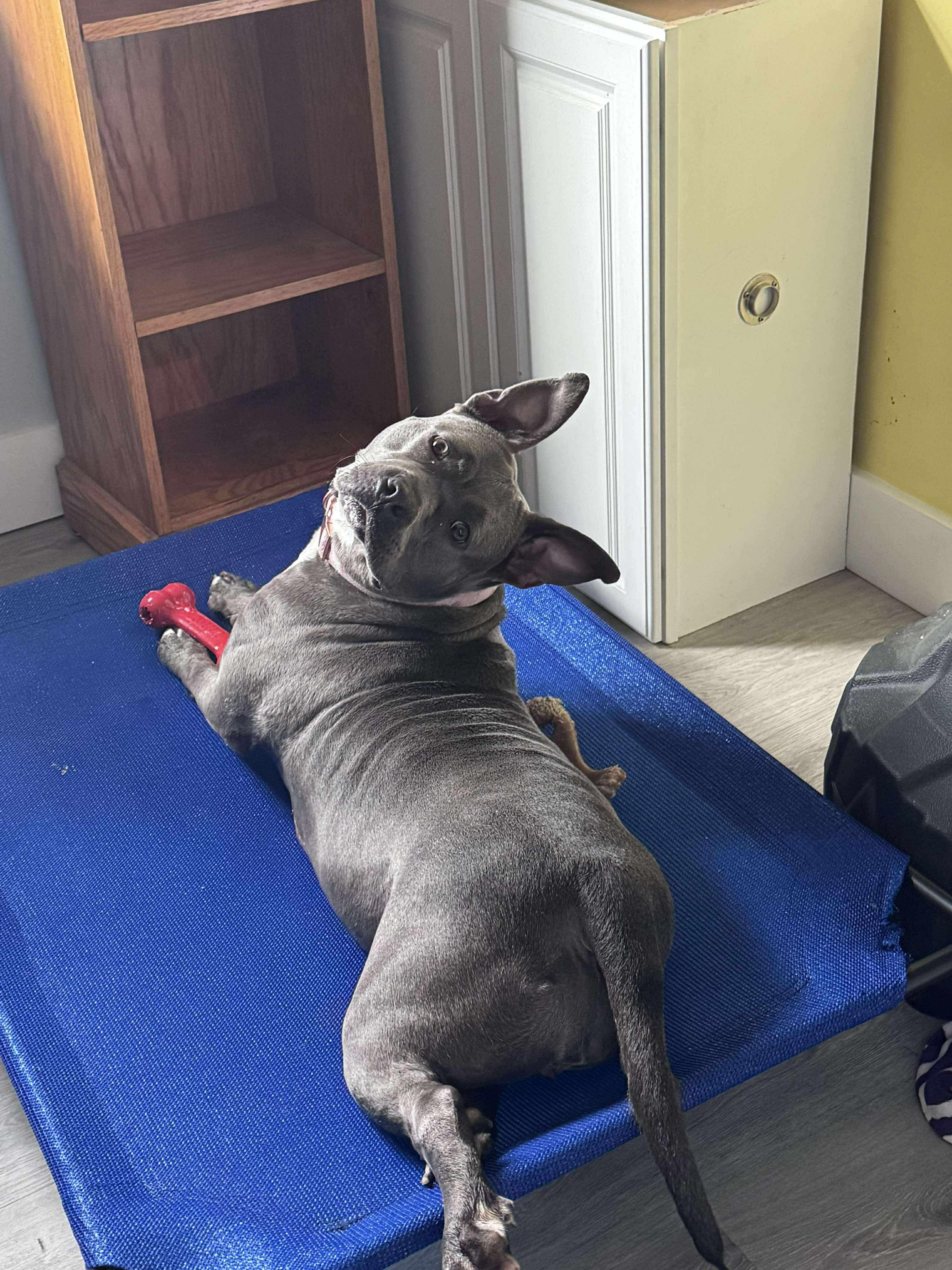 Rosie (Foster Needed)