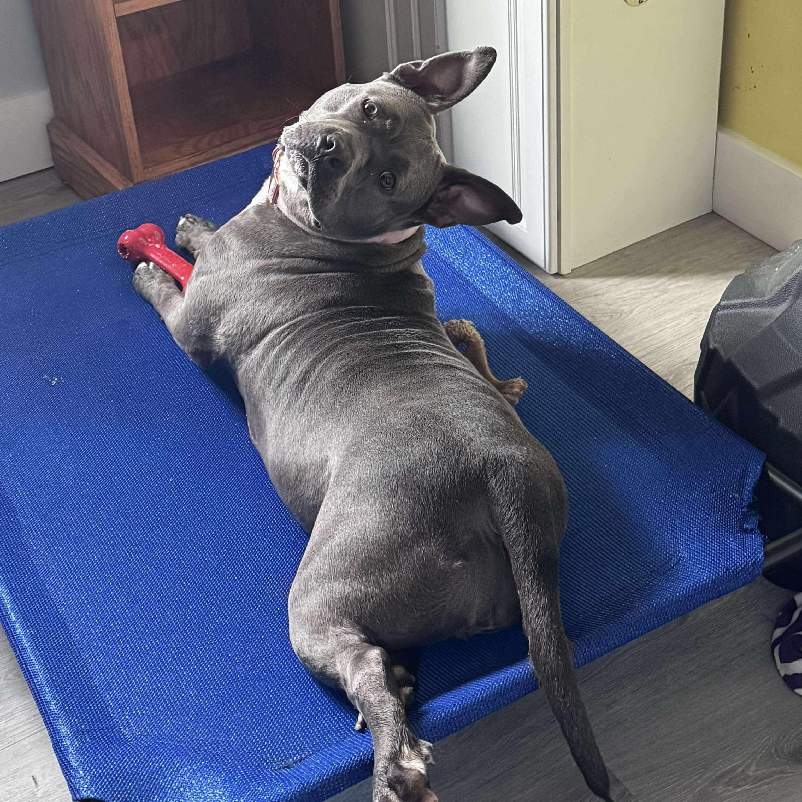 Enlarge Rosie, a Adoptable mixed breed in Indianapolis, IN image 5/5