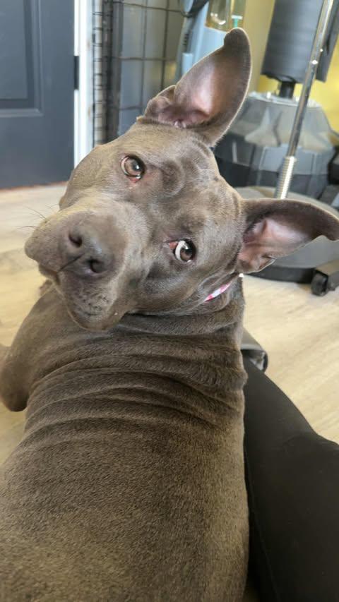 Rosie (Foster Needed)