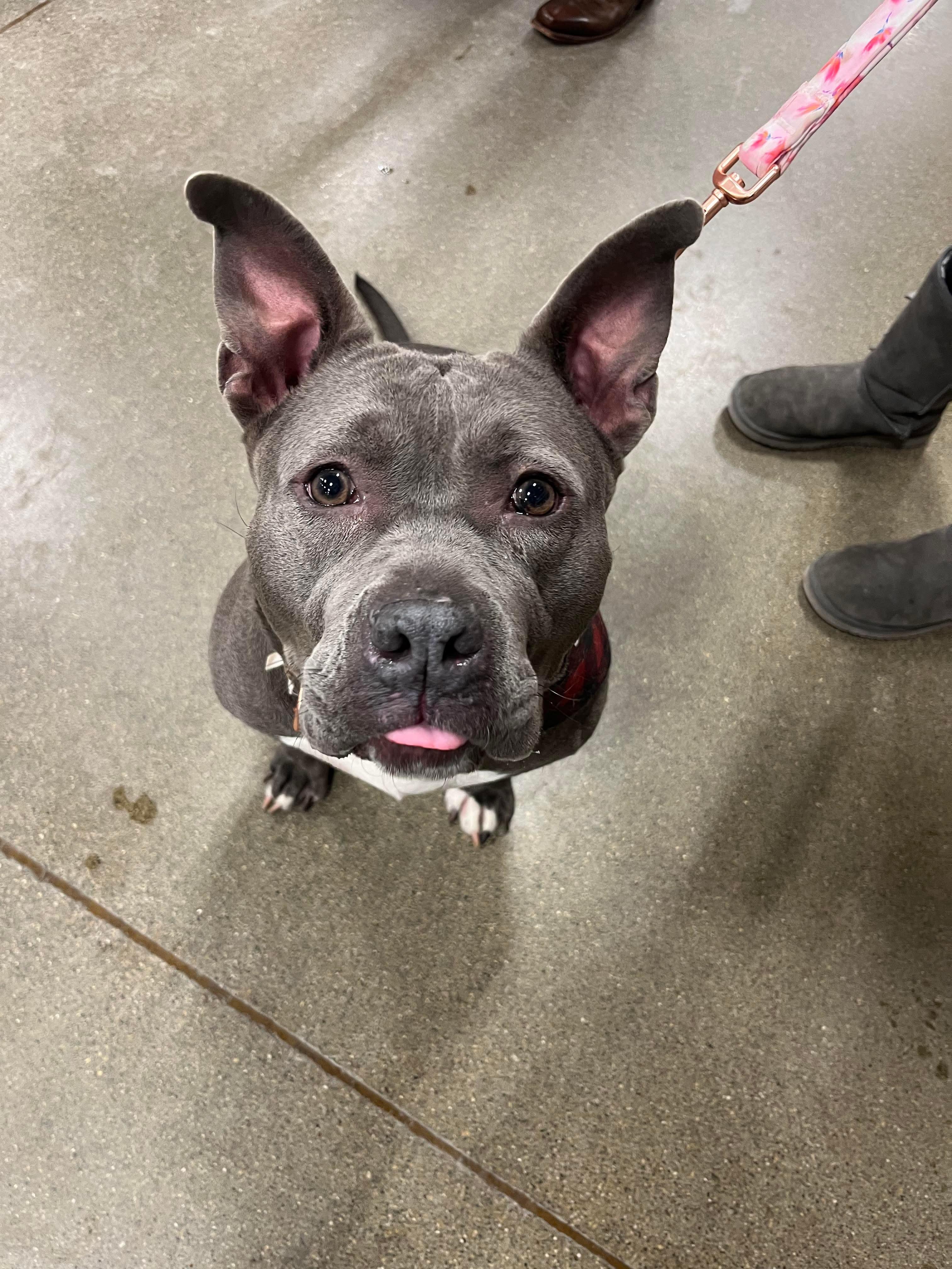 Rosie (Foster Needed)