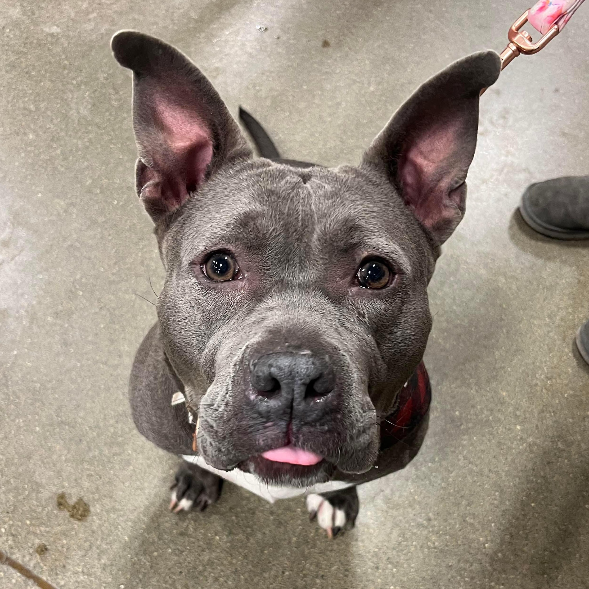 Enlarge Rosie, a Adoptable mixed breed in Indianapolis, IN image 1/5