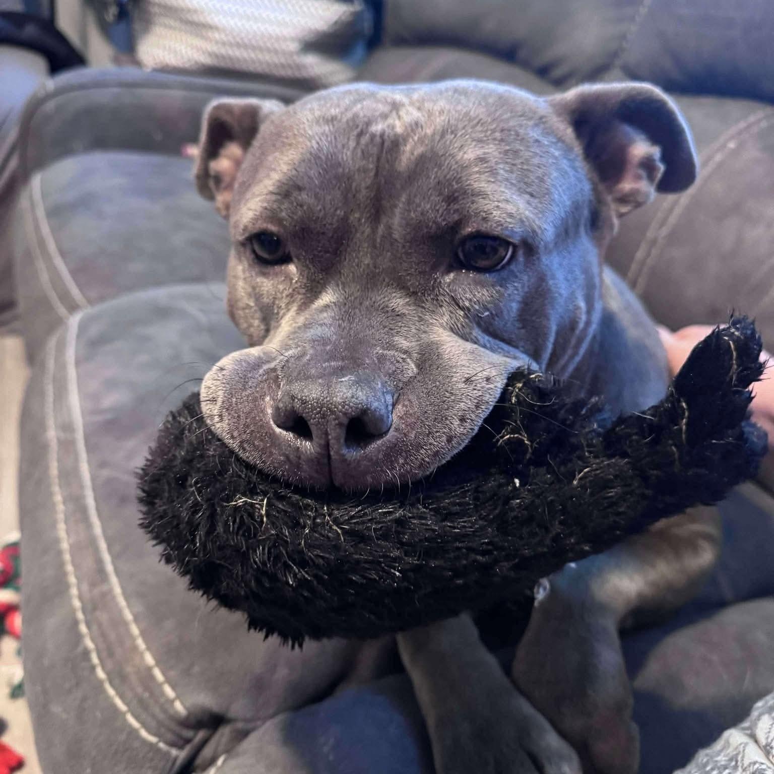 Enlarge Rosie, a Adoptable mixed breed in Indianapolis, IN image 4/5