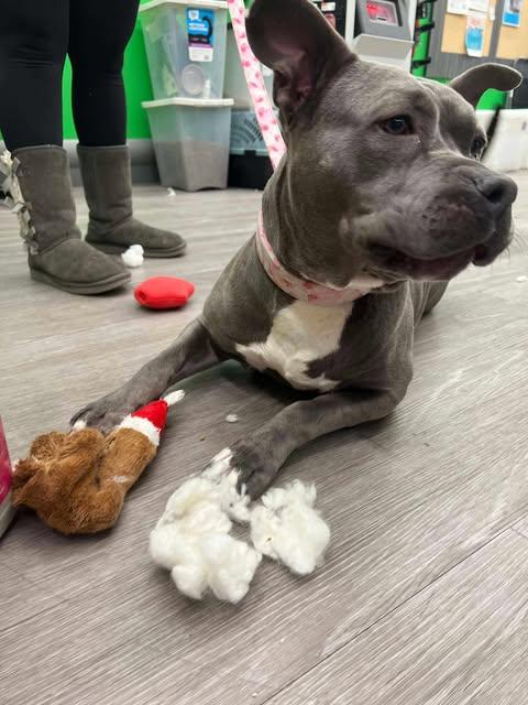 Rosie (Foster Needed)