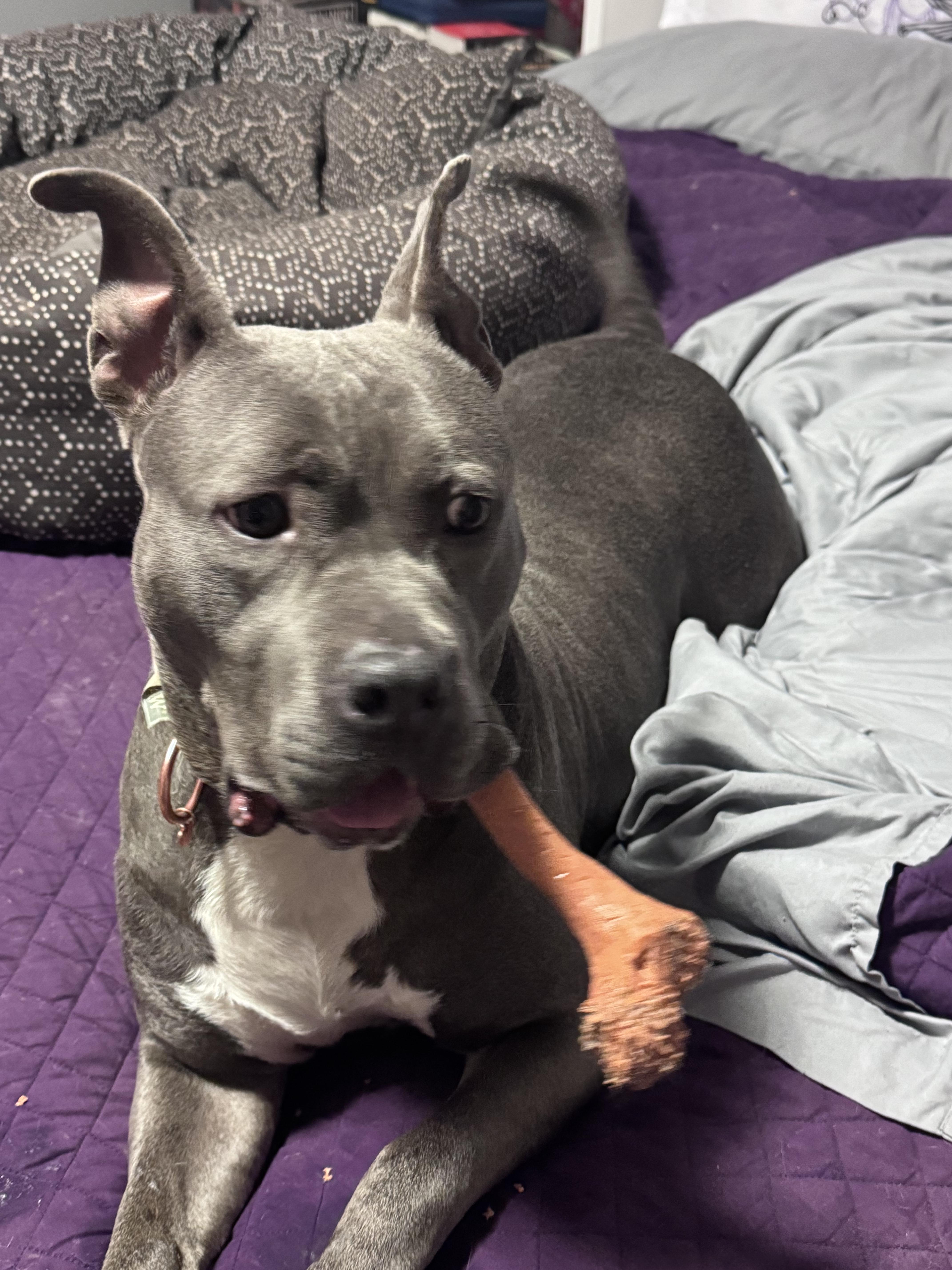 Enlarge Rosie, a Adoptable mixed breed in Indianapolis, IN image 2/5