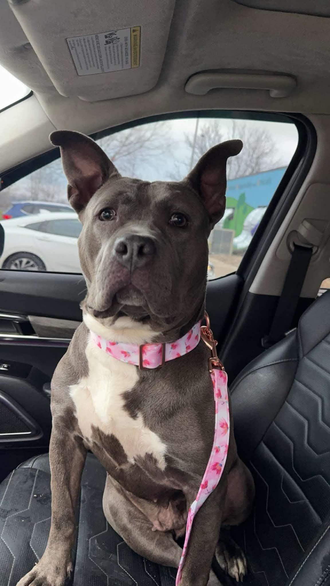 Rosie (Foster Needed)