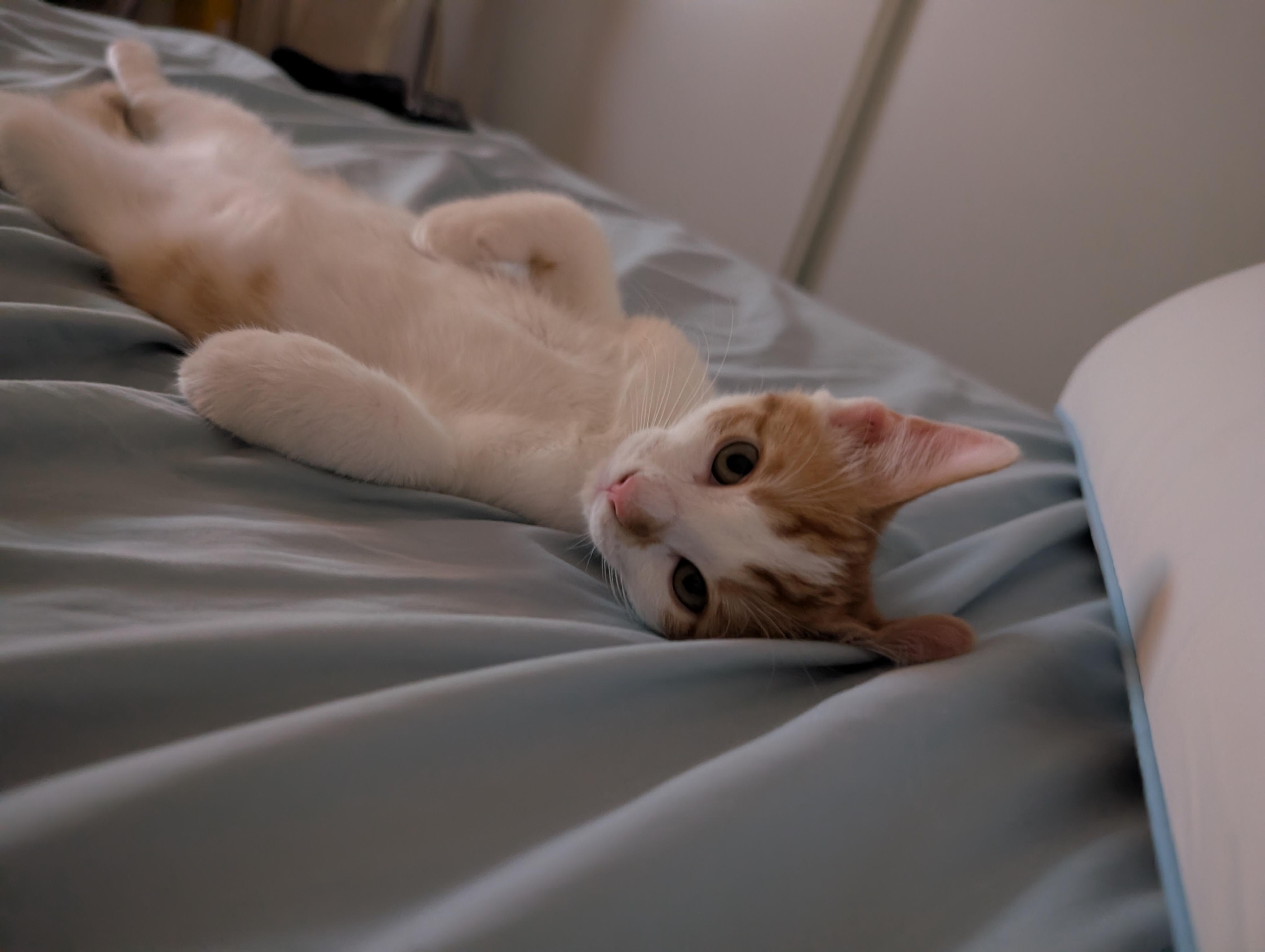 Enlarge Crinkleton, a ADOPTABLE Domestic Short Hair in Concord, CA image 1/3