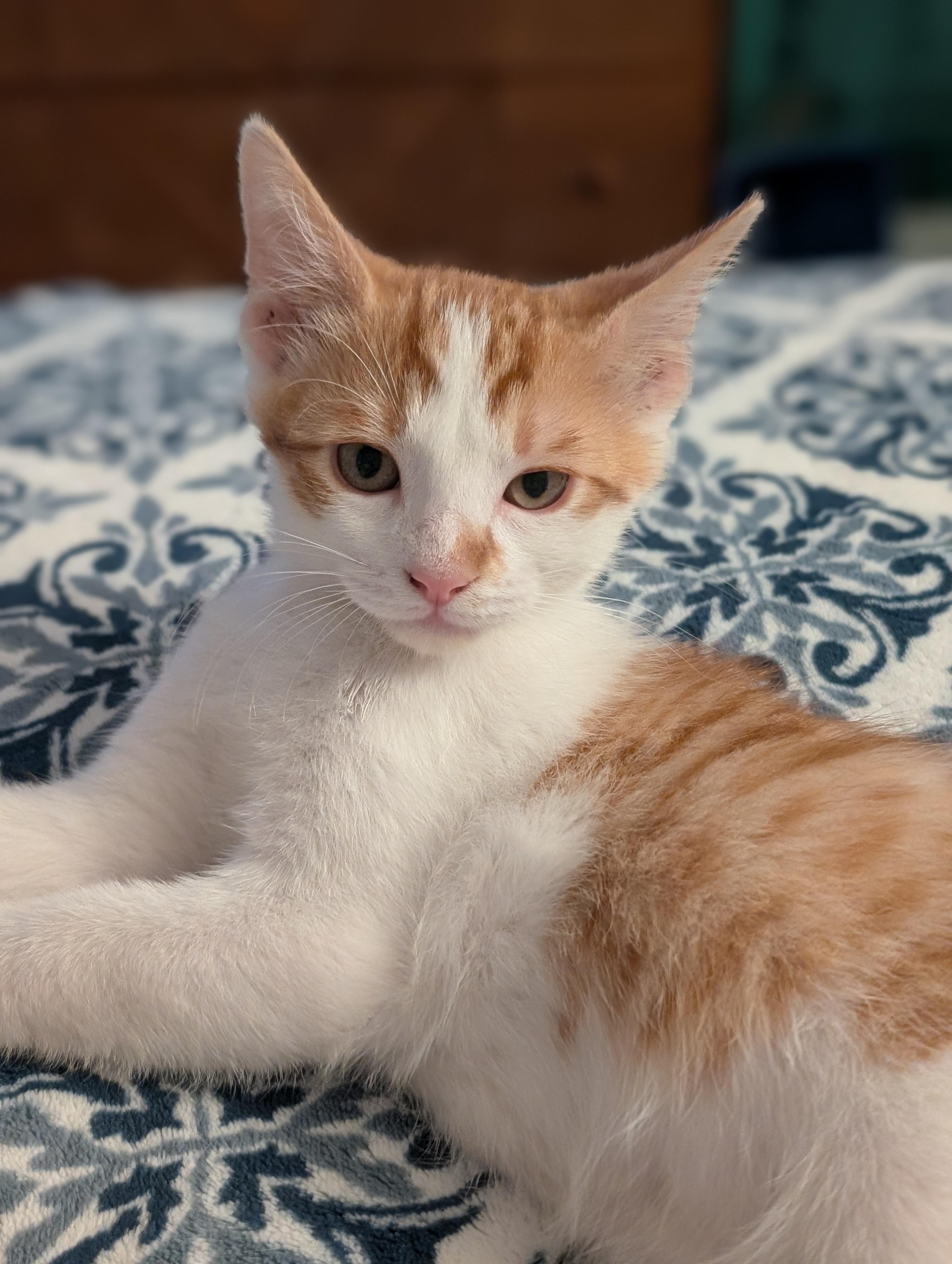 Enlarge Crinkleton, a ADOPTABLE Domestic Short Hair in Concord, CA image 2/3