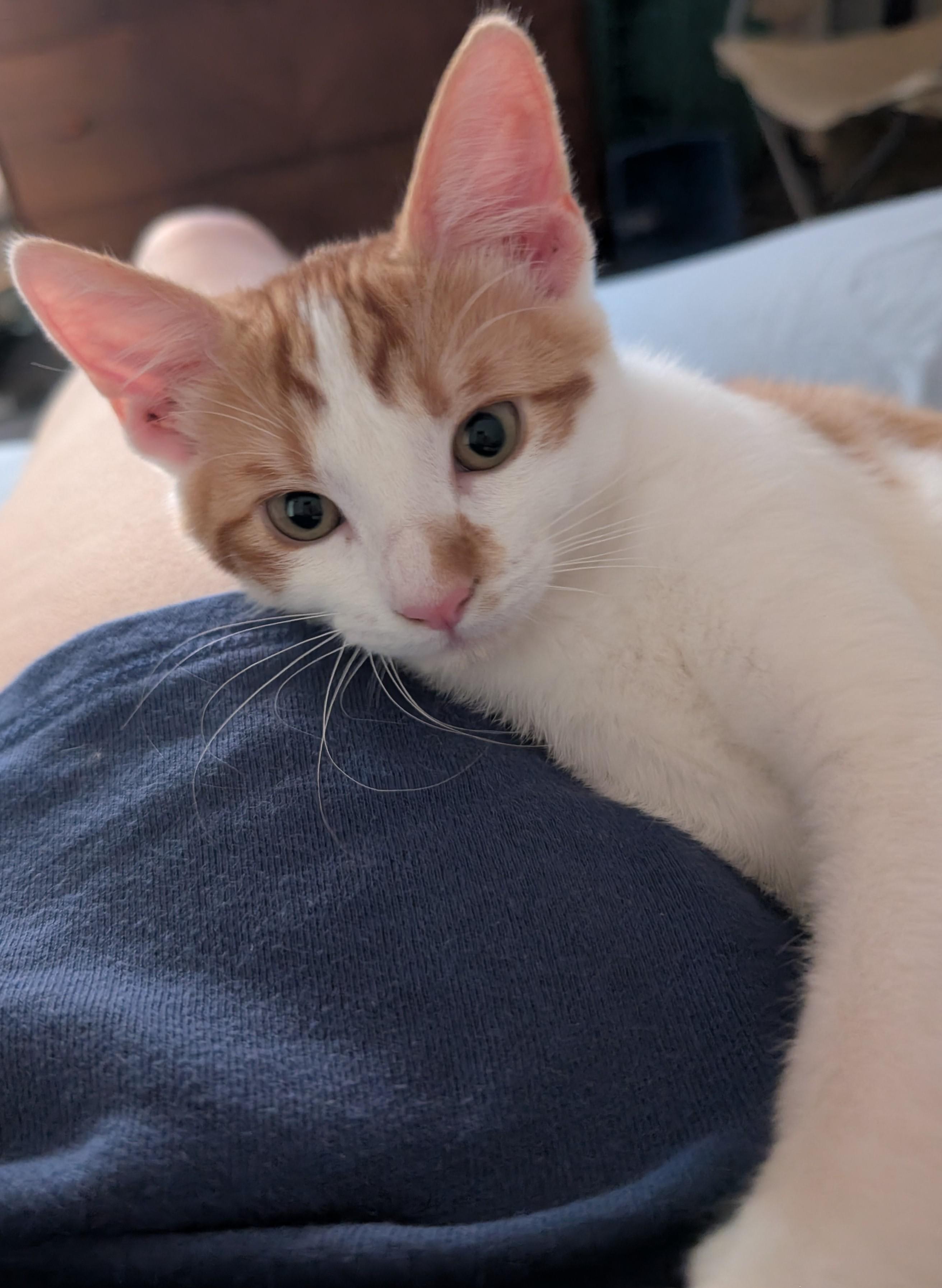 Enlarge Crinkleton, a Adoptable Domestic Short Hair in Concord, CA image 2/4