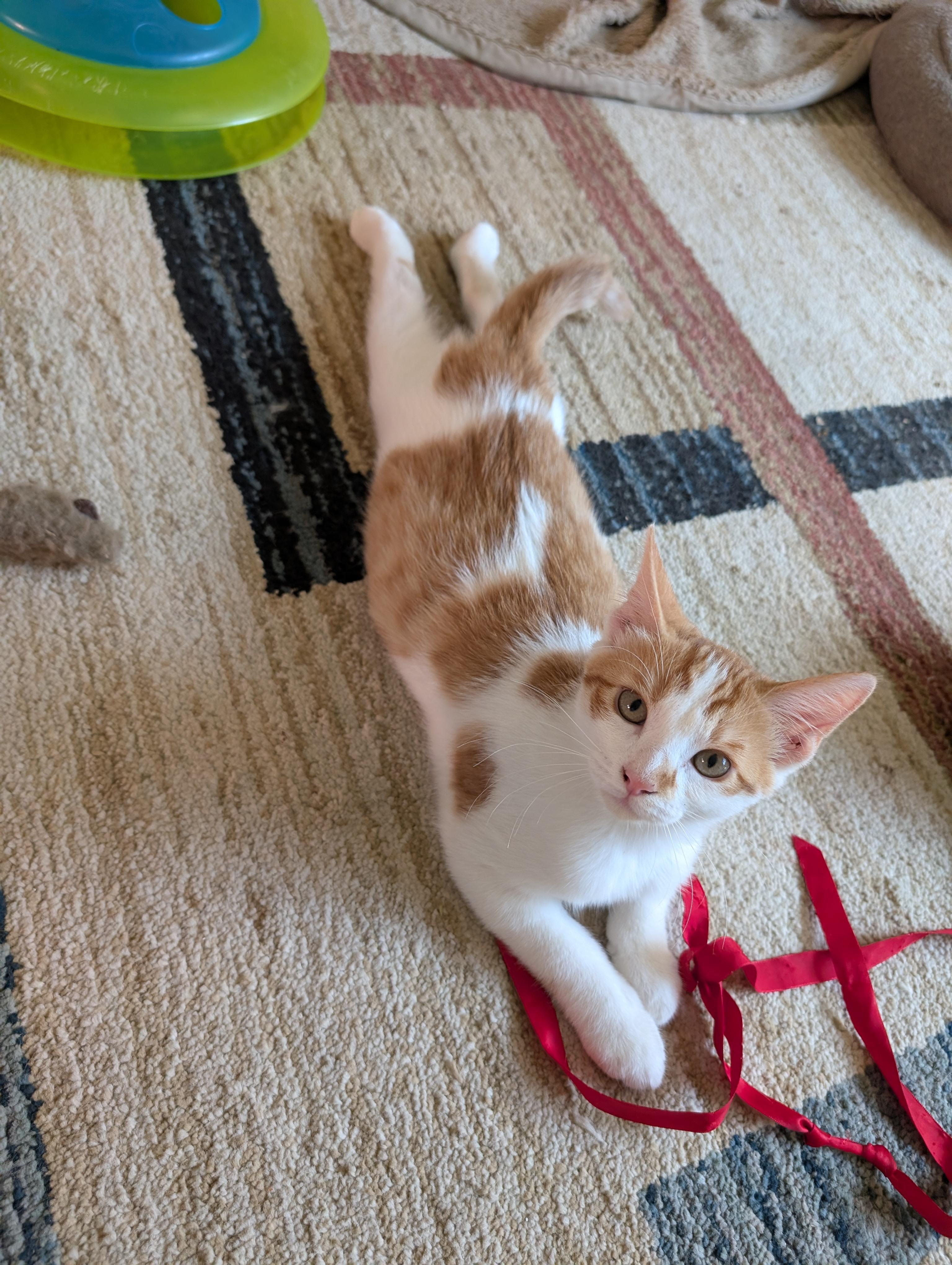 Enlarge Crinkleton, a ADOPTABLE Domestic Short Hair in Concord, CA image 3/3