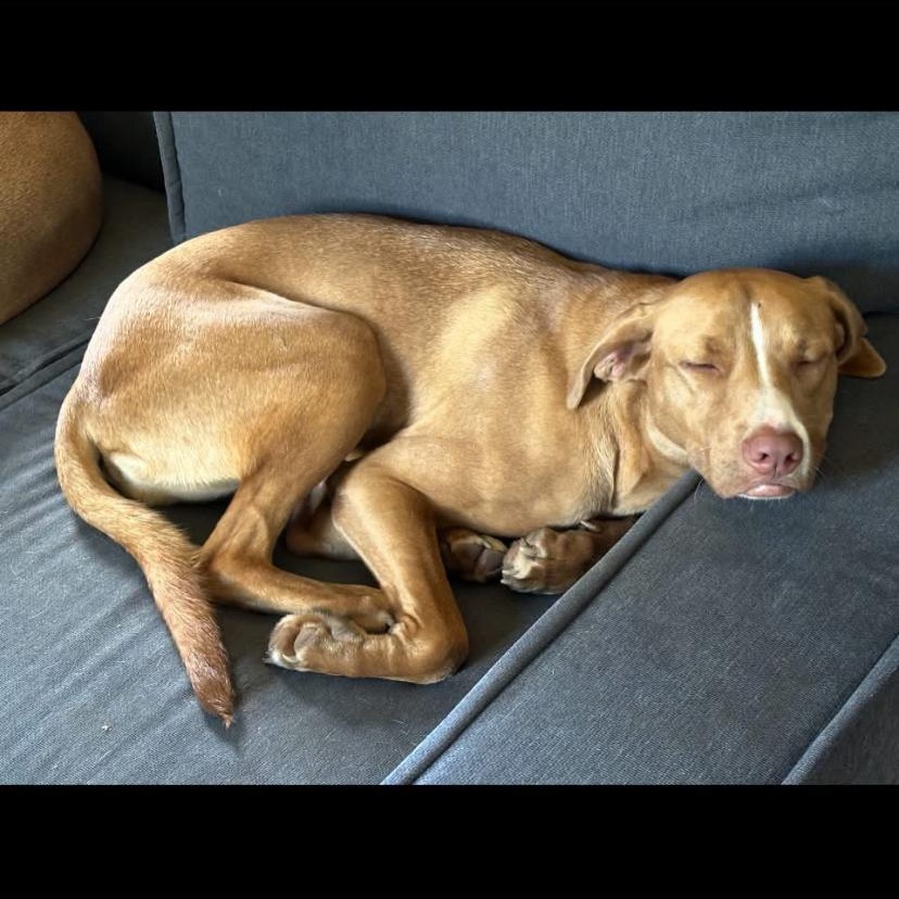Enlarge Tawny, a Adoptable mixed breed in Philadelphia, PA image 4/6