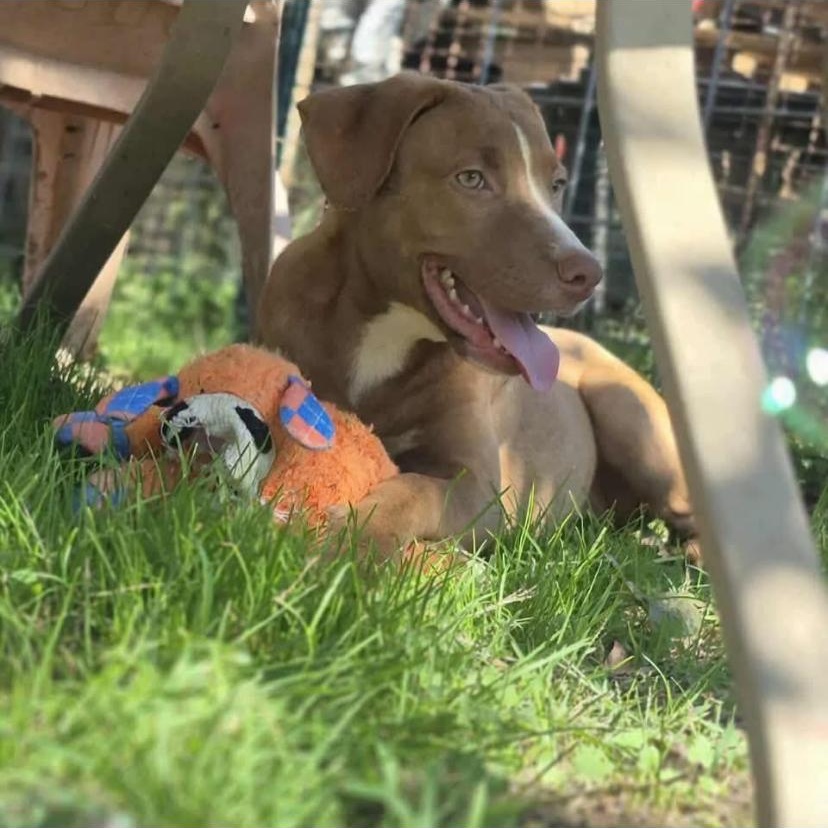 Enlarge Tawny, a Adoptable mixed breed in Philadelphia, PA image 6/6